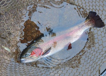 三連休後の平谷で釣りまくる ～平谷湖フィッシングスポット～